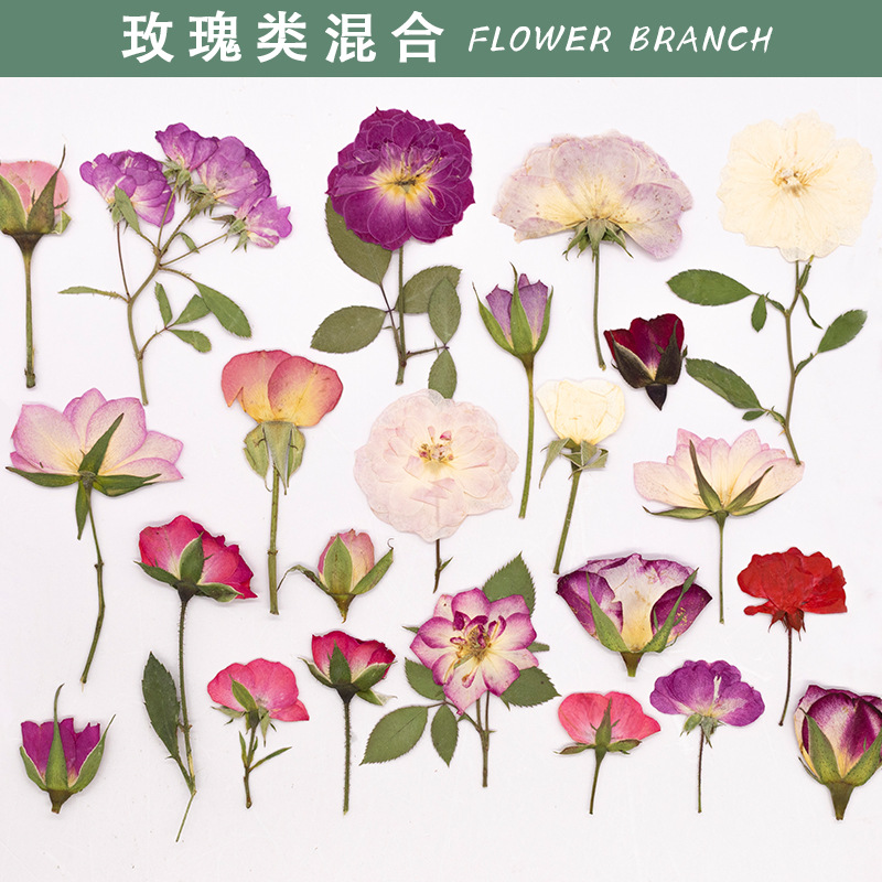 玫瑰合集 真花diy押花压花幼儿教学植物标本素材材料滴胶干花