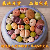 Новый магазин {20 штук} бесплатная подарочная упаковка Lithops PP цветок суккулент Южная Африка смешанная доставка