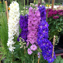 wݷNӸߴȸӻNѶļ̨ͥԺԻN