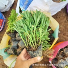 ���߾�����ͥԺ�����M�� �������������� �Rȫ���ܾGֲ�������l