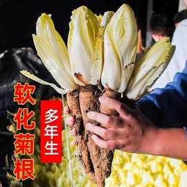 四季金玉兰菜新鲜菊苣种子种籽蔬菜种子菊苣种根好养活