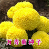 Wanshou Chrysanthemum Seeds Four Seasons Four Seasons Flower and Evil Smelly Furious Flower Seed Seeds Grass Flower Seed Seeds Dental Petaeerael Chrysanthemum