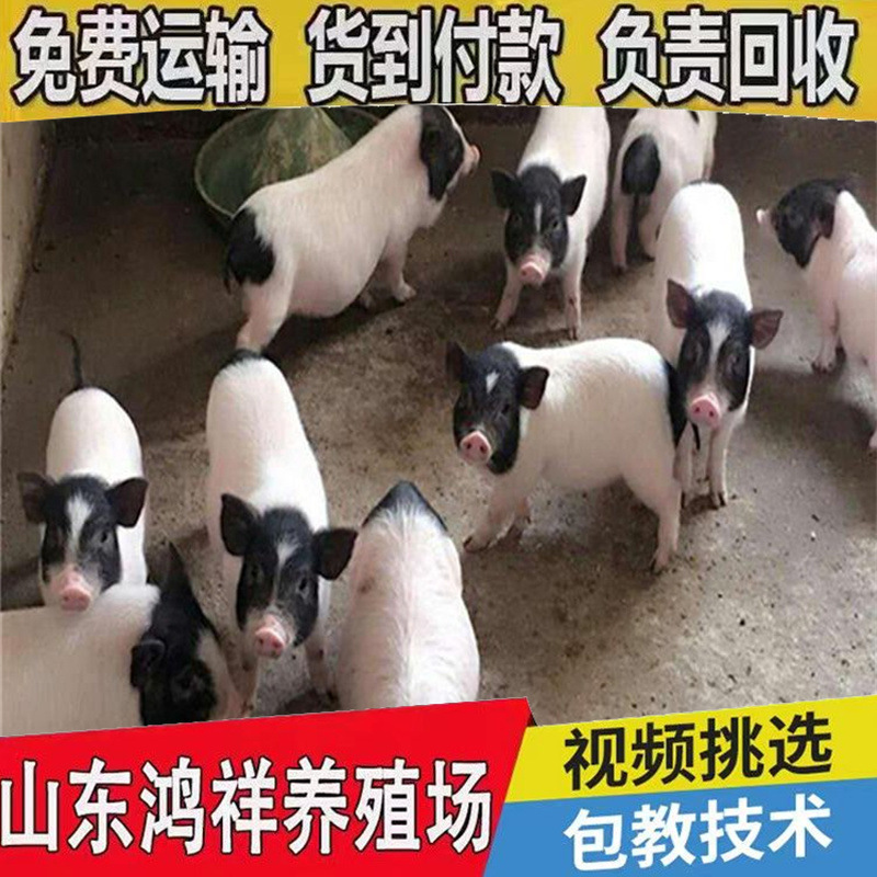 u=3462000666,3575265287&am