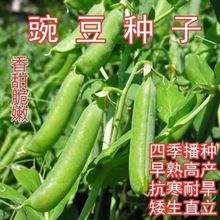 甜脆豌豆种子 荷兰豆蔬菜种籽 四季播种低温矮生农家蔬菜