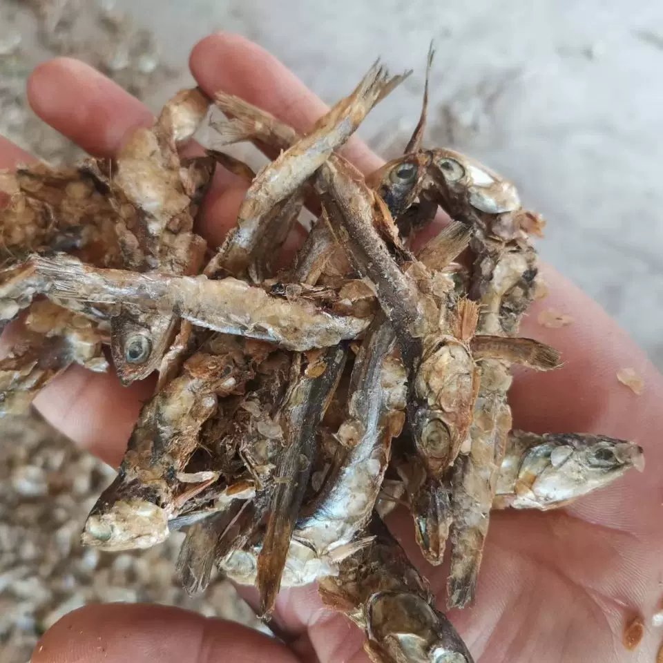 饲料鱼干鳀鱼纯鱼干鸡鸭鹅猪水产鱼螃蟹小龙虾养殖原料批发无杂质