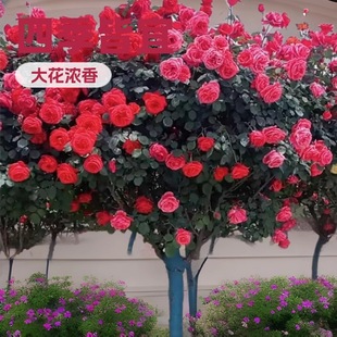 High-End Tree Stump Rose Seedling Plant Rose Large Flower Strong Fragrance Blooming in All Seasons House Courtyard Bonsai Tree-Shaped Rose