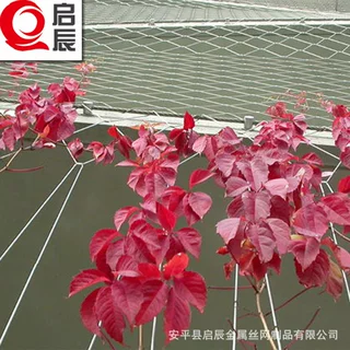 厂家供应不锈钢绳网厂家 墙体绿植攀爬网 绳网使用时间长定制
