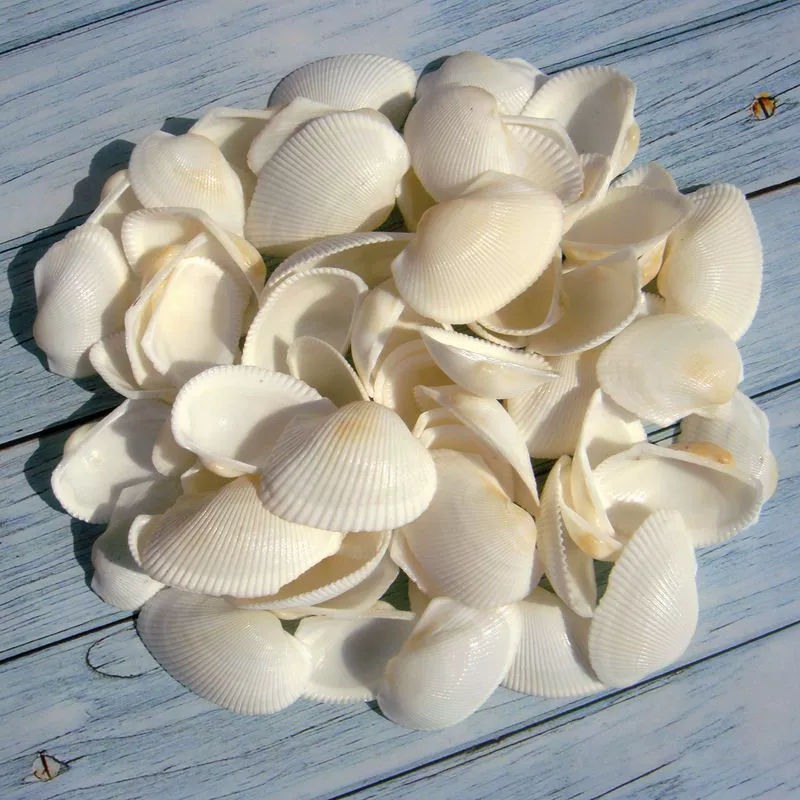 YO3H wholesale natural shell white shell coconut shell shell fish tank aquarium landscaping wool babel window sticker wall decoration