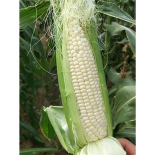 ţ��ˮ�����׷N��Ŵ�׷N���𱬝{�𴺼������ļ����������r��488