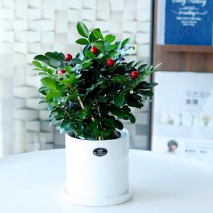 Jiuli Fragrant Potted Flowers and Green Plants Fragrance Purifies the Air and Removes Formaldehyde Office Flowering Small Plants Beijing Delivery