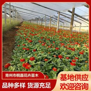 Easy to Grow Zinnia Flowers in All Seasons, Step by Step Landscape Flower Sea, Cold-Resistant Florals Zinnia, Greening Rental Grass