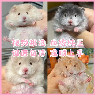 ���B���N������z��С�}���L��ë�Ȍ���혿ɐۺ��S�������������