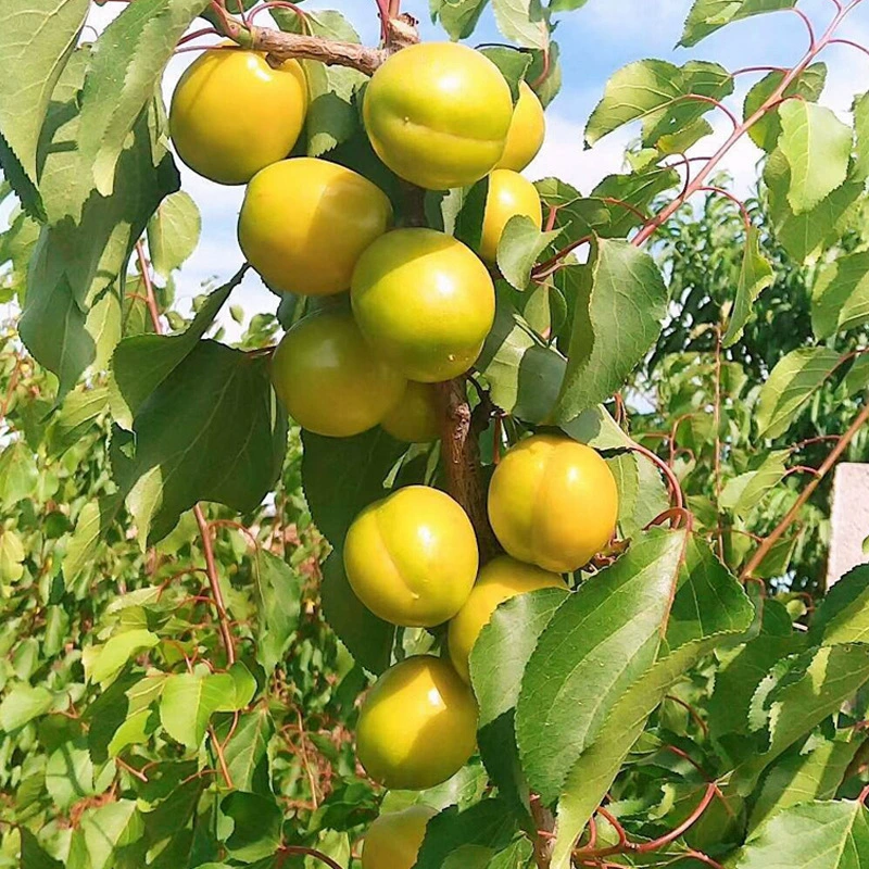 Происхождение Жемчужное масло саженцы абрикоса привитые саженцы абрикоса низкие цены сорта для обеспечения высокой выживаемости базовой доставки