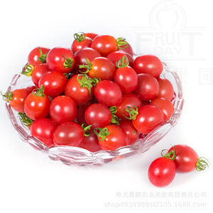 农家供应寿光番茄 生吃瓜果类小柿子 自家种植新鲜现摘现发圣女果