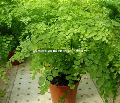 Зеленые растения и цветы, теневыносливая гидропоника, папоротники, горшечная железная трава, многолетние вечнозеленые травы, лиственные зеленые растения, популярные домашние животные.