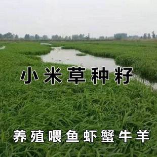 Xiao Mi Grass Seeds, Aquatic Grass Breeding, Shrimp, Crab, Sparrow, Echinochloa Frumentacea, Hunan Jizi Pasture Seeds, Aquatic Grass Seeds, Fish Feeding Grass Seeds