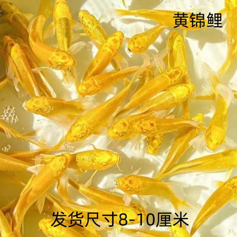 観賞魚、黄色の鯉、金魚、活魚、鯉、冷水魚、小型の淡水魚、飼育しやすい、耐久性のある黒鯉|undefined