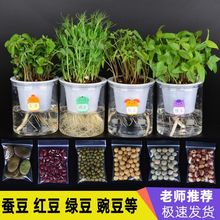 蚕豆绿豆豌豆红黄芸豆类土培种子盆栽苗幼儿园小学生透明观察植物