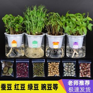 Broad Beans, Mung Beans, Peas, Red and Yellow Kidney Beans, Soil Culture Seeds, Potted Seedlings, Kindergarten Primary School Students, Transparent Observation Plants