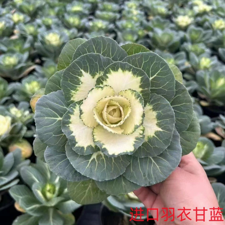 Цветочное зеркало, каменный крестик, импортный капуста, бархатцы, вербена, пасхальный желтый