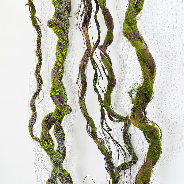 Pseudo -flowering green plant wall plant rattan branches and vine…