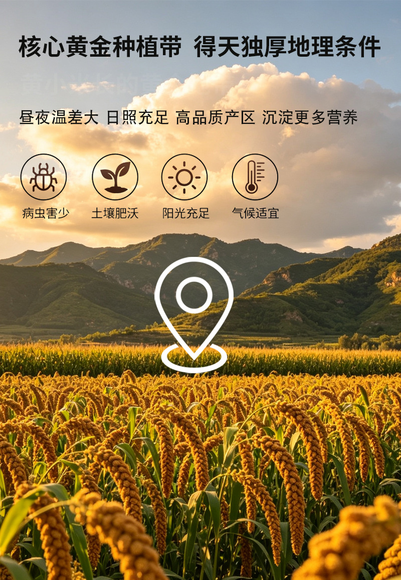 Roasted Yellow Millet Xiao Mi 500g Cooked Grain for Porridge Congee and Millet Paste preparation