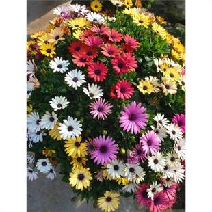 �Ϸ��f�۾ջ��N���{Ŀ���ļ����N�_���׻��̨��������ͥԺ���N��