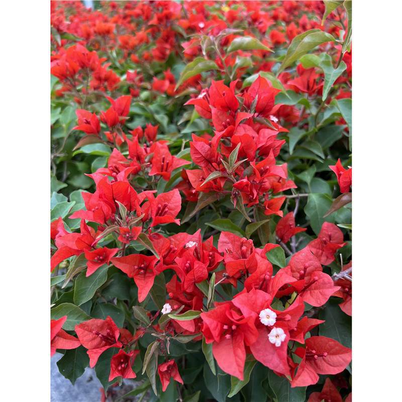 9.9 Flores frecuentes variedades de ciruela triangular en maceta jardín de plántulas es bueno para alimentar las plantas de vid de flores image 17