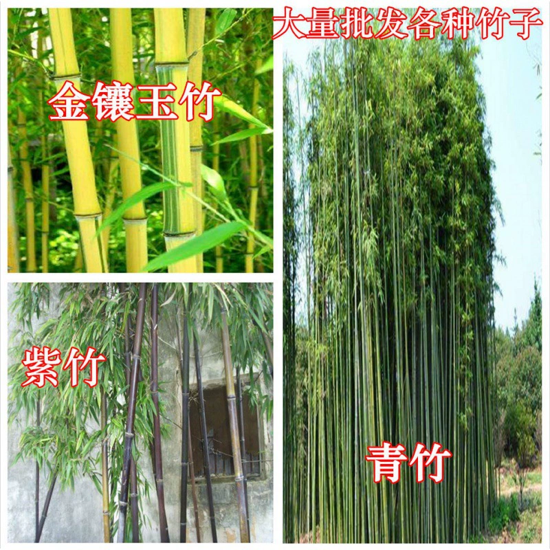 Фиолетовый Бамбук Рассада Золото Инкрустированный Нефрит Бамбук Зеленый Бамбук Рассада Бамбуковый Корень Цвет Двора Оптом Бамбуковая Рассада Морозостойкий Декоративный