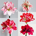 君子兰朱顶红仿真花家居酒店婚庆餐桌装饰花束拍照道具假花