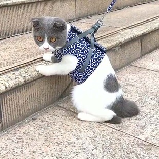Hot-selling Cat Traction Rope Chest Strap Cat Vest Style Clothes Japanese Style Anti-break-free Cat Dog Chain Walking Rope