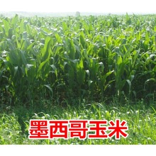 ���������ݷN���ͺ�����70�����ݷN���r���Bţ���u�Z�~��ޣ�ݷN��