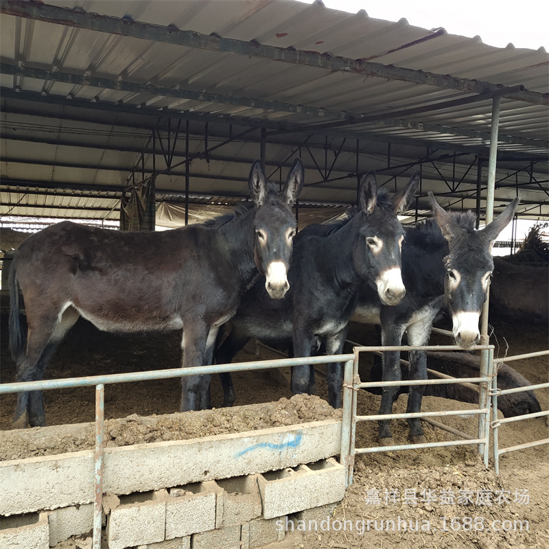 肉驴养殖 德州驴 乌头驴 养驴介绍 种驴 毛驴 驴苗 养驴场