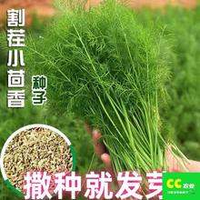 割茬茴香种子籽小茴香种子四季盆栽阳台庭院春夏秋种蔬菜种子大全