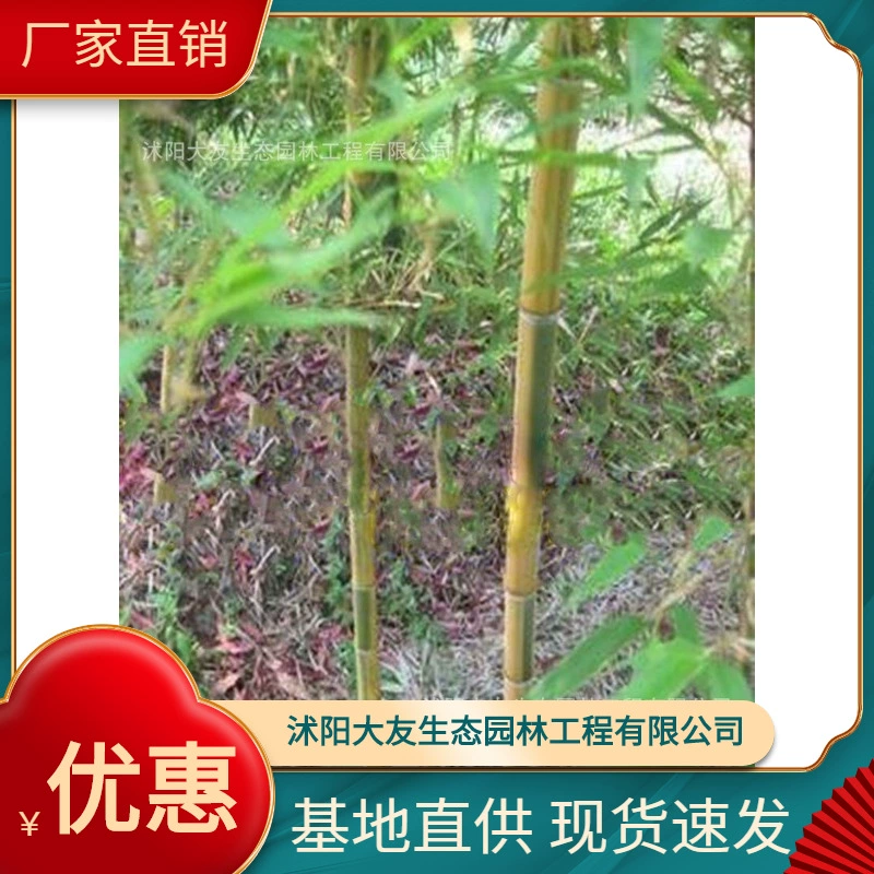 База оптом самостоятельного производства цветов бамбука саженцы живописные пятна ландшафтный дизайн Дорожный сад техника Озеленение саженцы