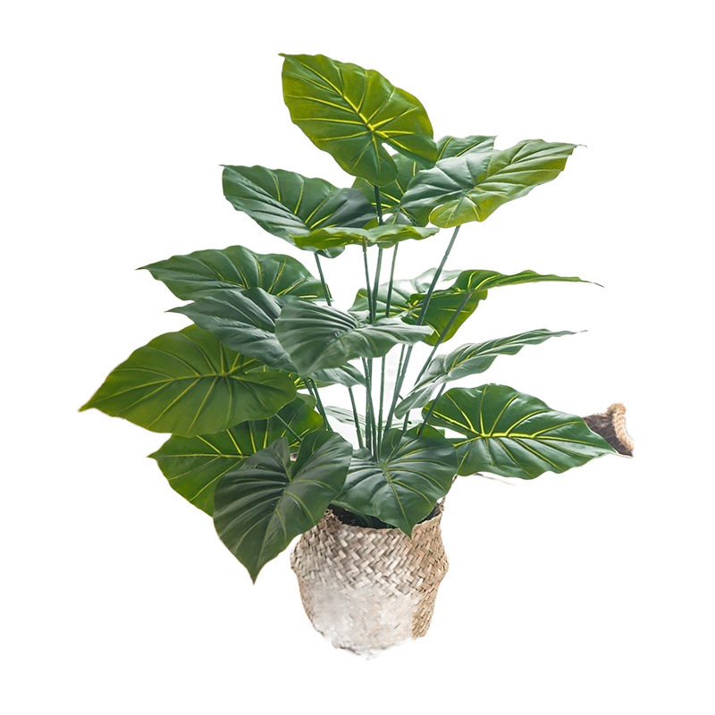 モンステラ 大型鉢植え 水耕栽培 大葉植物 古い杭 リビングルーム 大型緑の植物 花 オフィス オープンバックで富を引き寄せる|undefined