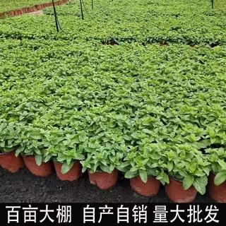 大盆薄荷盆栽可食用带香味室内驱蚊虫客厅吸某醛阳台美化空气