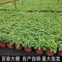 盆栽驱蚊香味食用薄荷