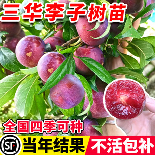 ���A���Ә���t����Ʒ�N�ش�޽ӷ�����Ϸ��Nֲˮ��������ȫ