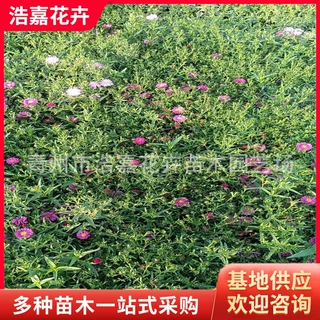 荷兰菊销售批发宿根花卉荷兰菊 黑心菊  松果菊等 公园花海景观