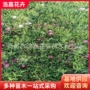 花海公园景观宿根黑心菊