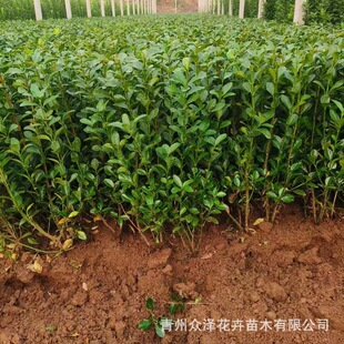 ����¶����~�S��40��60���ֱ��ɻ���·�ԾG�hֲ��