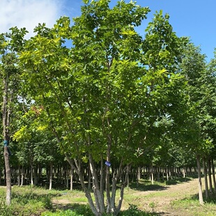 Liaoning Nursery Sells Cold-Resistant Mongolian Oak Trees, Clumped Mongolian Oaks, Good Tree Types, Preferential Prices, and Complete Specifications