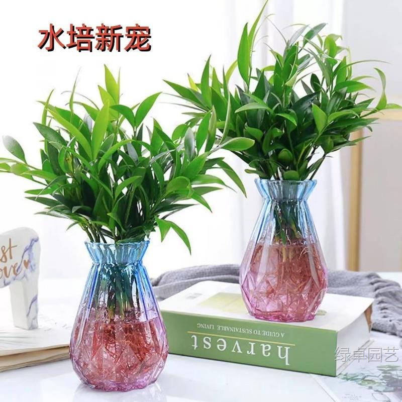 竹柏驱蚊竹水培植物室内客厅水养绿植花卉盆栽水培驱蚊竹四季好养