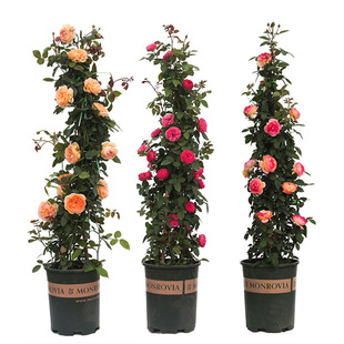 1.4m Vine Rose Large Flower Rose Climbing Plant Courtyard Multi-Season Flower Potted Rose Large Flower