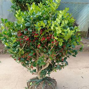 �o���۹��򘋹ǘ������\���ļ������ϱ���ͥԺ�e�������ͺ��G����