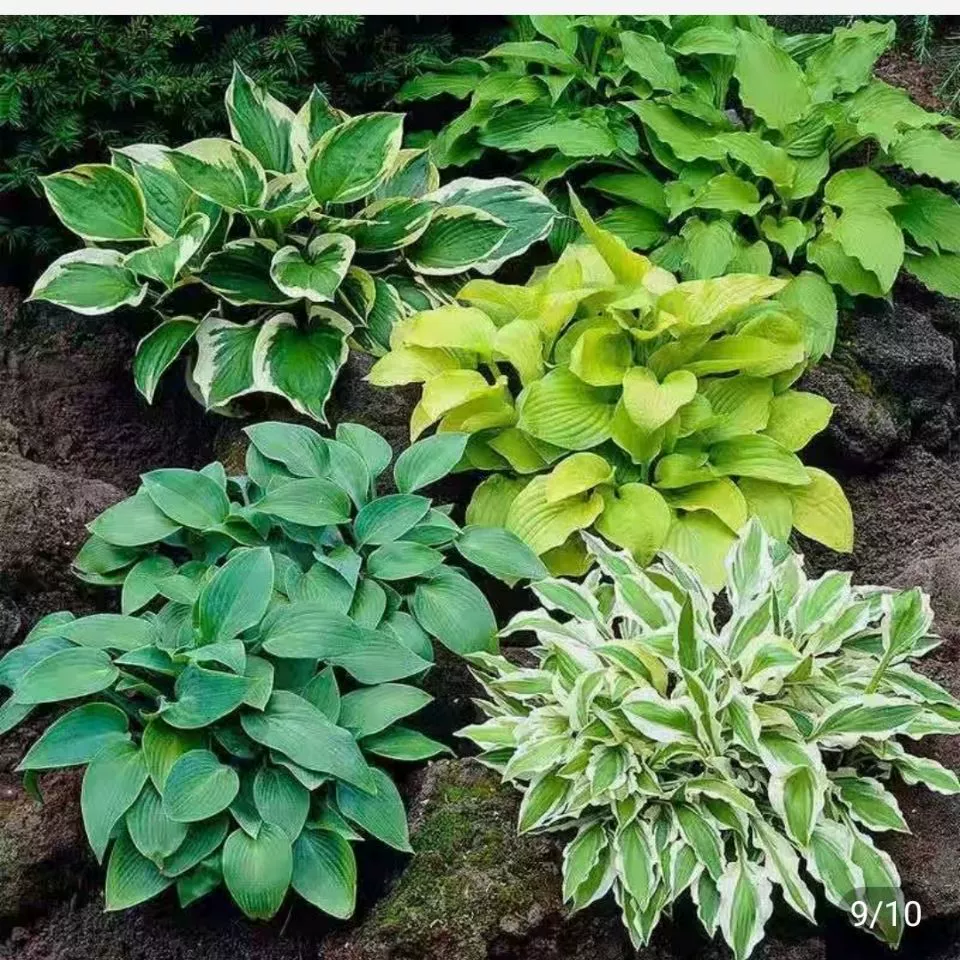 Цельная заколка для волос из нефрита, рассада цветов, многолетние многолетние лиственные и цветочные растения, комнатные и уличные балконные горшечные наземные растения.