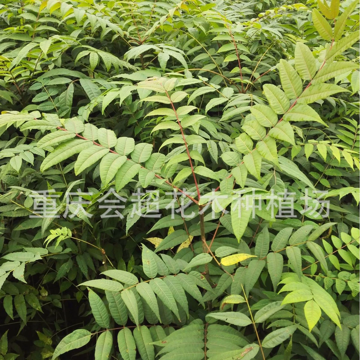 Toona sinensis рассада база оптом теплица карлик красное масло Toona sinensis рассада Bashanhong Toona sinensis рассада фиолетовое масло Toona sinensis рассада