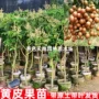 南方无核种植冰糖嫁接苗