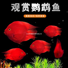 ���ąϵ�^�pѪ�t�W�^�~�tɫ�Ꭷ�~���w�^�p�~�Bֳ����Ԣ������